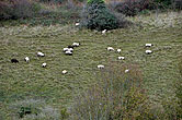 Sheep on Bevendean Downs 22 October 2014