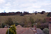 Sheep on Bevendean Downs 22 October 2014