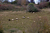 Sheep on Bevendean Downs 22 October 2014