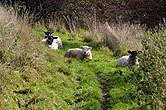 Sheep on Bevendean Downs 22 October 2014