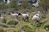 Sheep on Bevendean Downs 22 October 2014