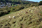 Sheep on Bevendean Downs 22 October 2014