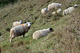 Sheep on Bevendean Downs 22 October 2014