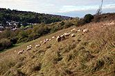 Sheep on Bevendean Downs 22 October 2014