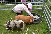 2014 Mini-Farm visits BECCA - Pigs - 01