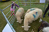 2014 Mini-Farm visits BECCA - Sheep - 04