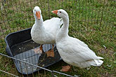 2014 Mini-Farm visits BECCA - Geese - 08