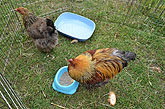 2014 Mini-Farm visits BECCA - Chickens - 09