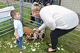 2014 Mini-Farm visits BECCA - Pigs - 11