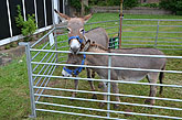 2014 Mini-Farm visits BECCA - Donkeys - 14