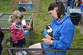 2014 Mini-Farm visits BECCA - Guinea Pigs - 17