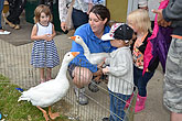 2014 Mini-Farm visits BECCA - Geese - 22