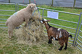 2014 Mini-Farm visits BECCA - Goats & Sheep - 24