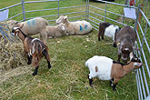 2014 Mini-Farm visits BECCA - Goats & Sheep - 25