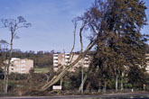1987 Fallen Trees at bottom of the Avenue