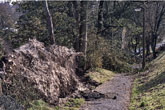 1987 Fallen Trees Lower Bevendean path to Plymouth Avenue