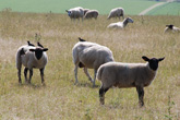 8 August 2007 Sheep on Downs above Lower Bevendean
