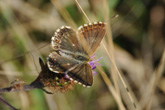 3 August 2010 Butterfly on Bevendean Downs