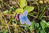3 August 2010 Butterfly on Bevendean Downs