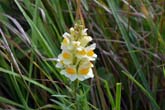 26 July 2011 Common Toadflax on Bevendean Down