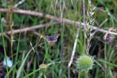 26 July 2011 Butterflies on Bevendean Downs