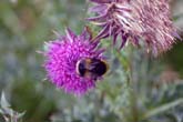 26 July 2011 Bees on Thistle on Bevendean Downs