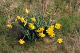 22 March 2012 Daffodils by Juggs Lane on Bevendean Down
