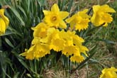 22 March 2012 Daffodils by Juggs Lane on Bevendean Down