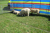 26 July 2014 Bevendean Fun Day, Sheep