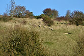 22 October 2014 Sheep on hill above Heath Hill Avenue