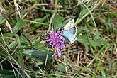 2013-08-06 Bevendean Down Butterfly