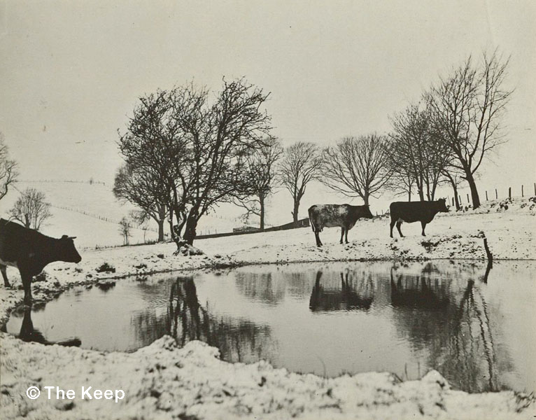 Cows by a snowy pond at Coldean