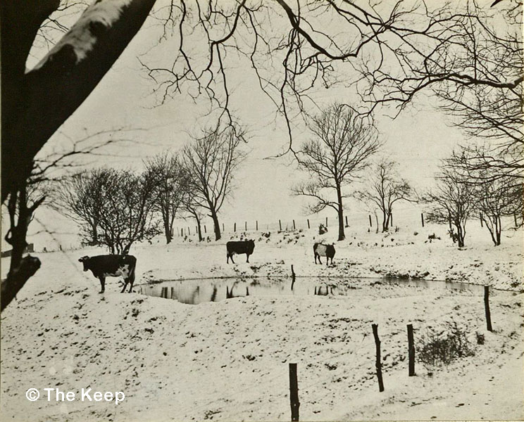 Cows by a snowy pond at Coldean