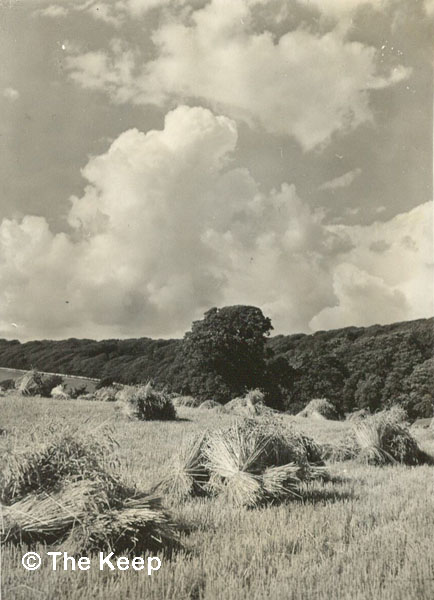Harvesting at Coldean August 1947