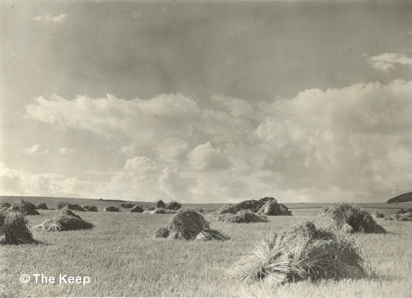 Harvesting at Coldean August 1947