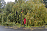 Willow Tree on top of bus shelter and post box