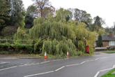 Willow Tree in Heath Hill Ave blown down on 2 November 2019