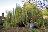 Willow Tree broken off at ground level 2 Nov 2019