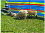 Sheep