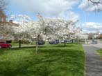 Blossom in Lewes Road May 2022