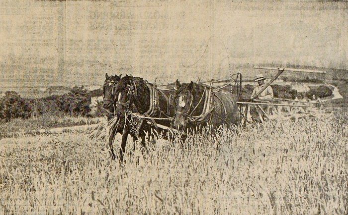 Harvesting at Bevendean on 31 August 1940