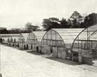 Greenhouses in Stanmer Nurseries