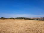 Bevendean Downs Straw Coloured